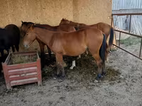 Hengst, Pferde — Foto 1