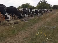 公牛, Cattle — 照片 1