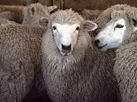 母羊, Sheep — 照片 2