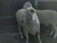 公羊, Sheep — 照片 4