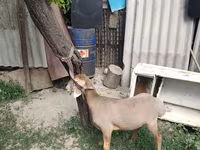 Baran, Edilbay sheep — zdjęcie 2