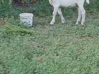 बकरा, Saanen goat — फ़ोटो 5