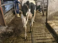 Cow, Holstein breed — photo 3