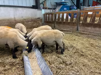 Owca, White Suffolk sheep — zdjęcie 2