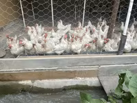 Leghorn — zdjęcie 8