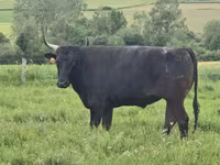 Krowa, Wagyu — zdjęcie 5