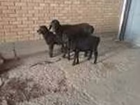 Goat, Alpine goat — photo 7