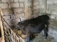 Byk, Bydło — zdjęcie 2