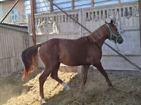 Koń, Arabian horse — zdjęcie 2