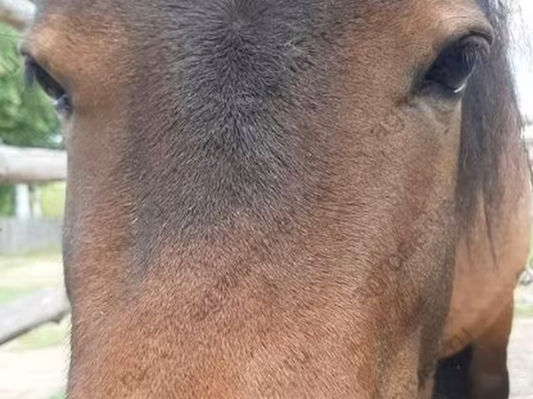 Kobyła, American shetland pony