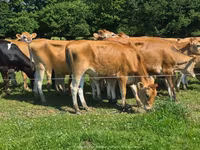 Cow, Jersey breed — photo 6