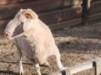 公羊, Sheep — 照片 2