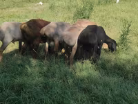 Baran, Kazakh fat-tailed coarsewool sheep — zdjęcie 1
