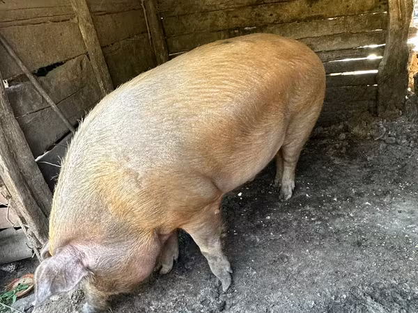 Sow, Pigs