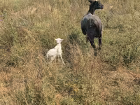 भेड़, Romanov sheep — फ़ोटो 2