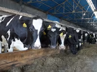 Kuh, Holstein-Rasse — Foto 6