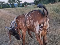 Kozioł, Nubian Goat — zdjęcie 4