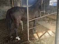 Kobyła, Friesian sport horse — zdjęcie 3