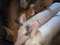 Eber, Schweine — Foto 2