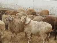 كبش, الأغنام — الصورة 2