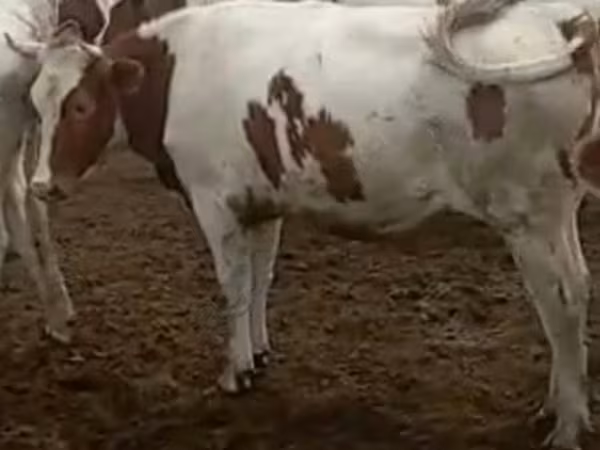 Krowa, Simmental cattle