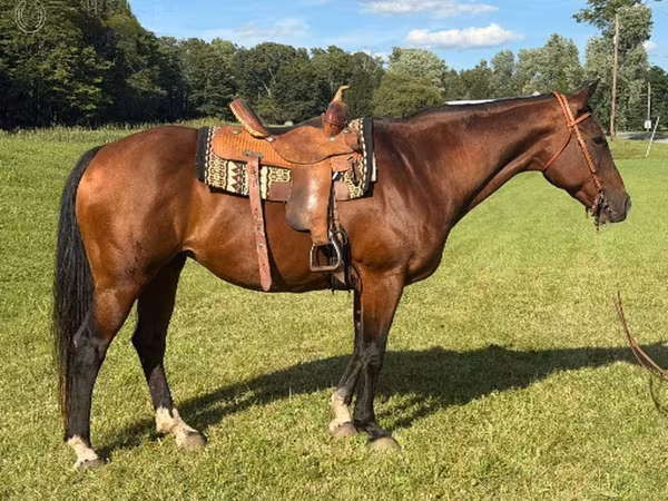 母马, Quarter Horse