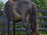 Kobyła, Rocky Mountain Horse — zdjęcie 5