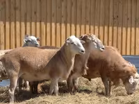 Ram, Hissar sheep — photo 8