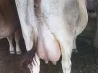 Cow, Swiss cattle — photo 2