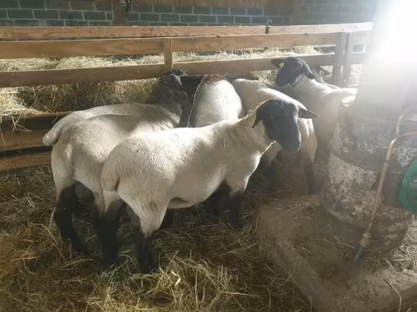 Owca, Baerchuke sheep