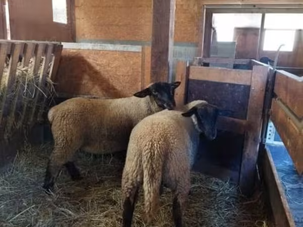 Owca, Baerchuke sheep