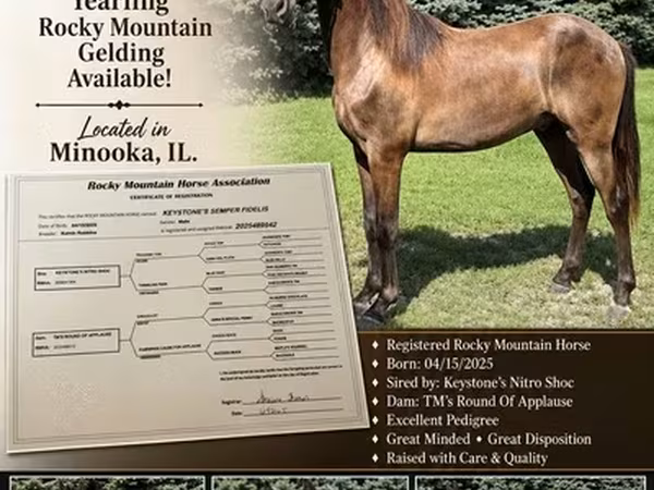 Koń, Rocky Mountain Horse