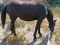 Kobyła, Skyros Pony — zdjęcie 3