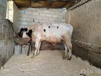 Bull, Russian Black pied cattle — photo 2
