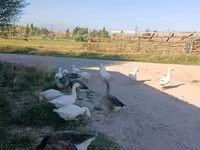 Geese — फ़ोटो 2