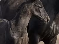 Koń, Trakehner — zdjęcie 4