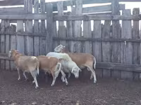 Baran, Katum sheep — zdjęcie 2