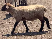 Widder, Hampshire sheep — Foto 6