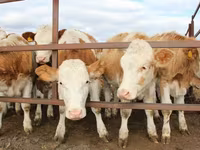 Bulle, Simmental cattle — Foto 2
