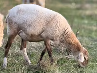 Owca, Kuibyshev sheep — zdjęcie 7