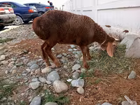 Owca, Arashan sheep — zdjęcie 2