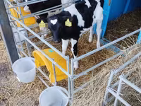 Bulle, Holstein-Rasse — Foto 6