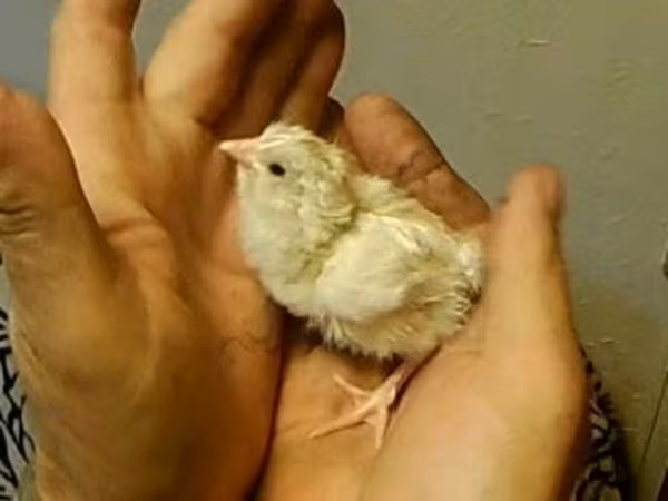 Adler Silver