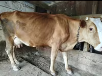 Vaca, Ganado vacuno — foto 7