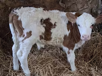 Byk, Simmental cattle — zdjęcie 2