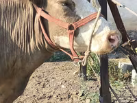 Cow, Alatau breed — photo 5