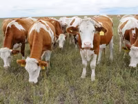 Bulle, Simmental cattle — Foto 1