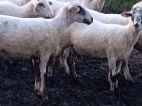 Owca, Tsigai sheep