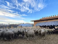 Baran, Kuibyshev sheep — zdjęcie 2