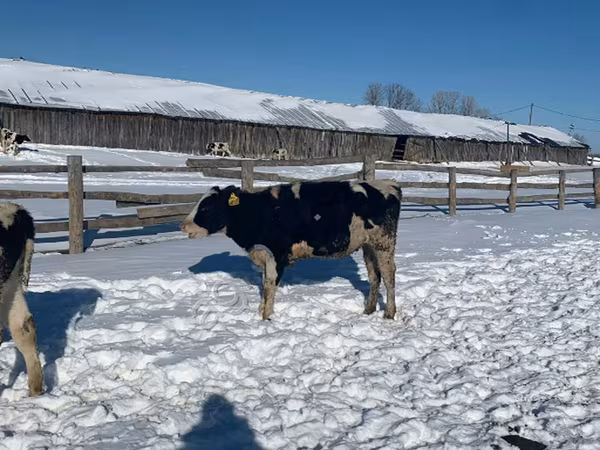 Krowa, Russian Black pied cattle